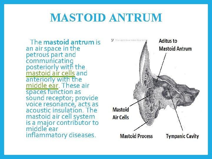 MASTOID ANTRUM The mastoid antrum is an air space in the petrous part and