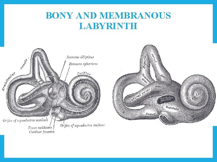 BONY AND MEMBRANOUS LABYRINTH 
