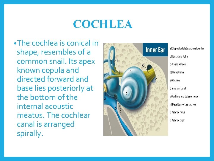 COCHLEA • The cochlea is conical in shape, resembles of a common snail. Its