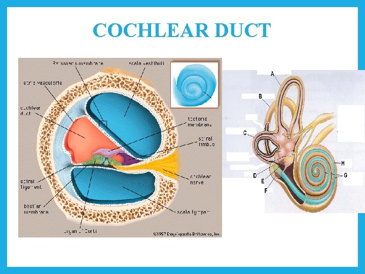 COCHLEAR DUCT 