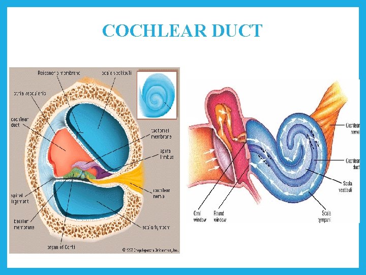 COCHLEAR DUCT 