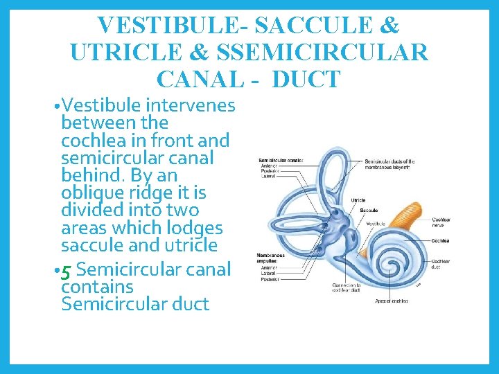 VESTIBULE- SACCULE & UTRICLE & SSEMICIRCULAR CANAL - DUCT • Vestibule intervenes between the