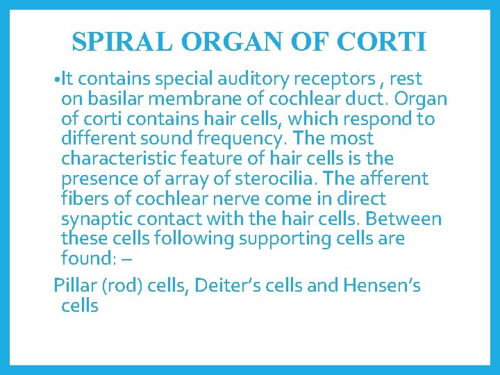 SPIRAL ORGAN OF CORTI • It contains special auditory receptors , rest on basilar