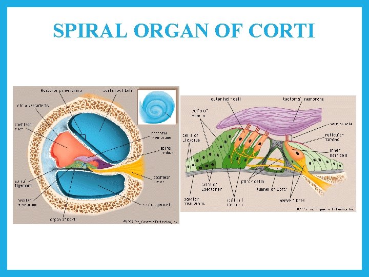 SPIRAL ORGAN OF CORTI 