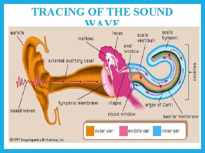 TRACING OF THE SOUND WAVE 