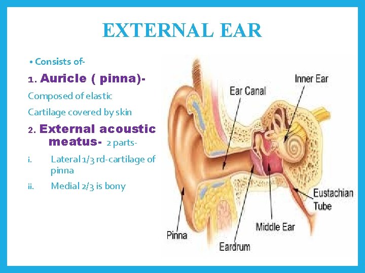 EXTERNAL EAR • Consists of- 1. Auricle ( pinna)Composed of elastic Cartilage covered by