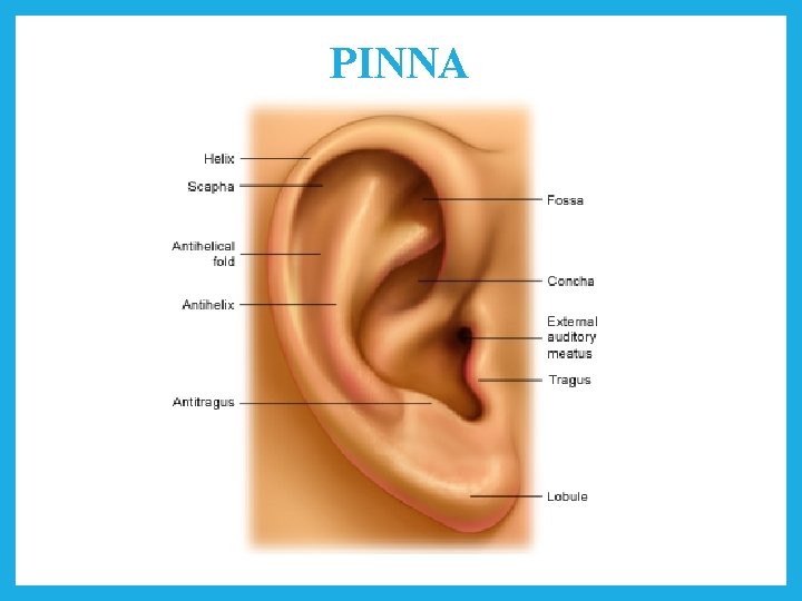 PINNA 