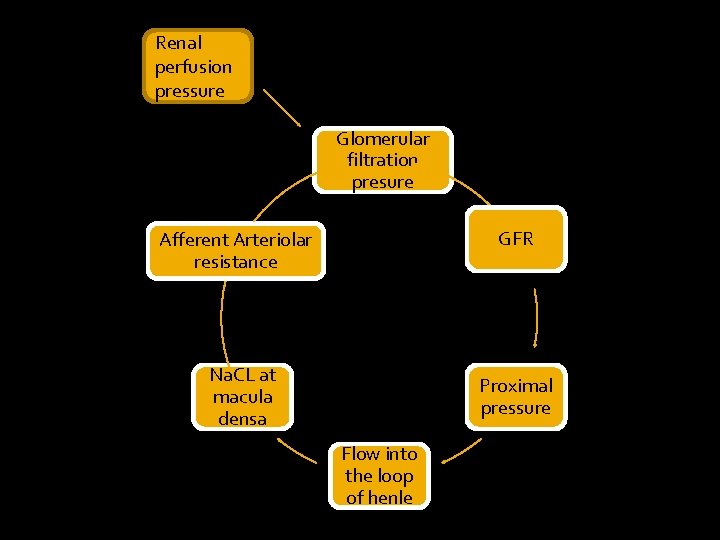 Renal perfusion pressure Glomerular filtration presure GFR Afferent Arteriolar resistance Na. CL at macula