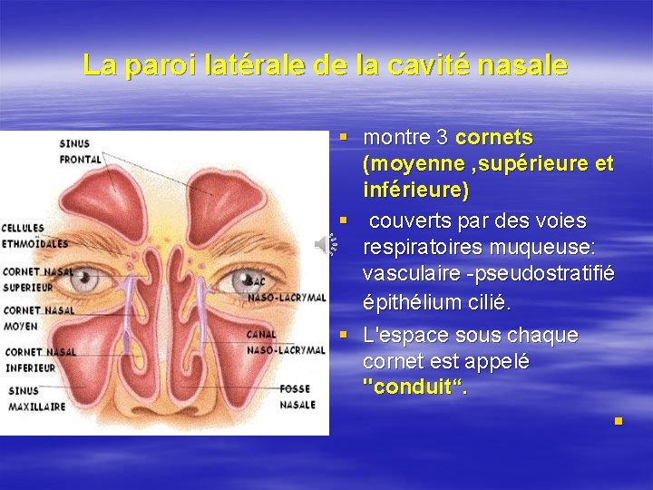 La paroi latérale de la cavité nasale § montre 3 cornets (moyenne , supérieure