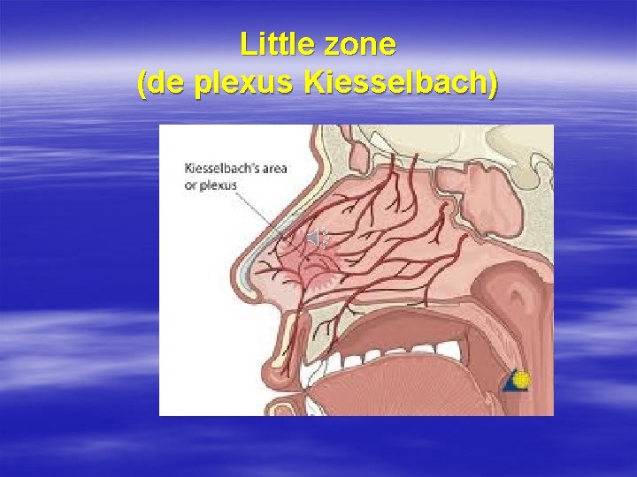 Little zone (de plexus Kiesselbach) 