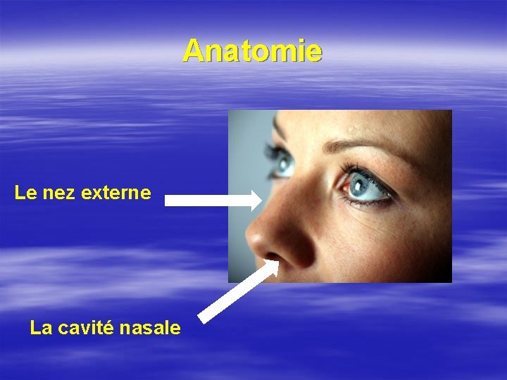 Anatomie Le nez externe La cavité nasale 