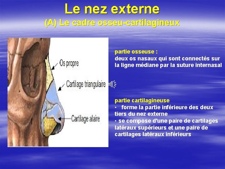 Le nez externe (A) Le cadre osseu-cartilagineux partie osseuse : deux os nasaux qui