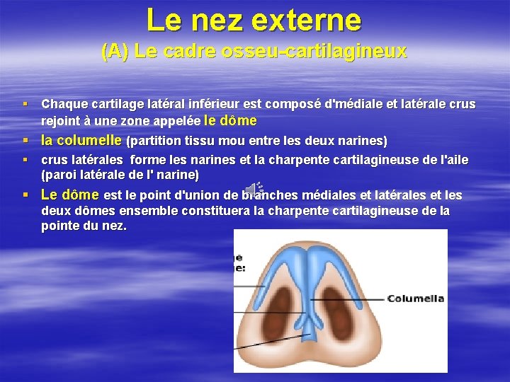 Le nez externe (A) Le cadre osseu-cartilagineux § Chaque cartilage latéral inférieur est composé