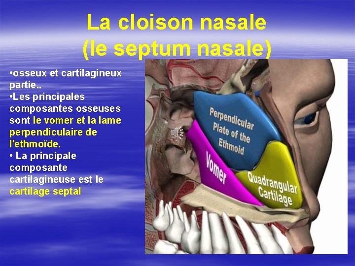 La cloison nasale (le septum nasale) • osseux et cartilagineux partie. . • Les