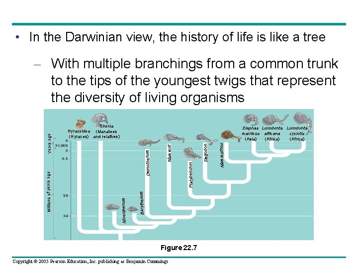  • In the Darwinian view, the history of life is like a tree