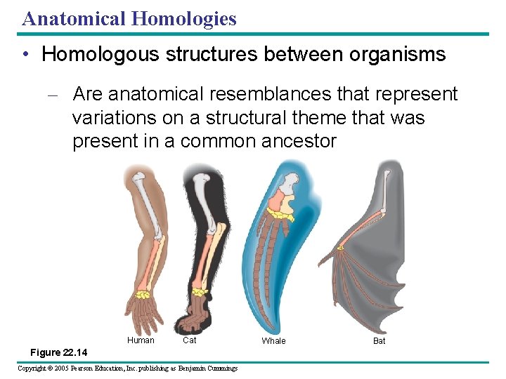 Anatomical Homologies • Homologous structures between organisms – Are anatomical resemblances that represent variations
