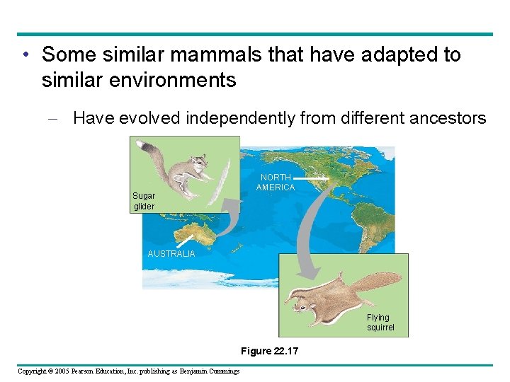  • Some similar mammals that have adapted to similar environments – Have evolved