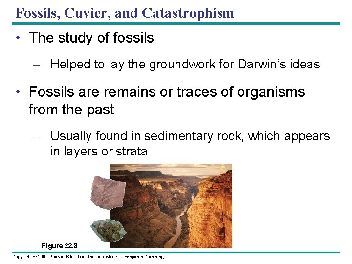 Fossils, Cuvier, and Catastrophism • The study of fossils – Helped to lay the