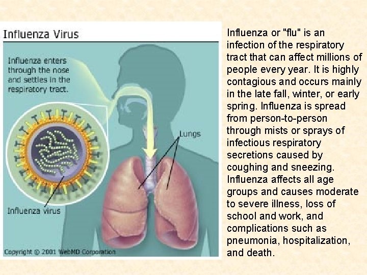 Influenza or "flu" is an infection of the respiratory tract that can affect millions