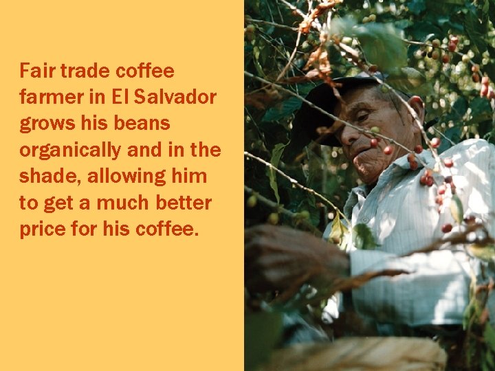 Fair trade coffee farmer in El Salvador grows his beans organically and in the