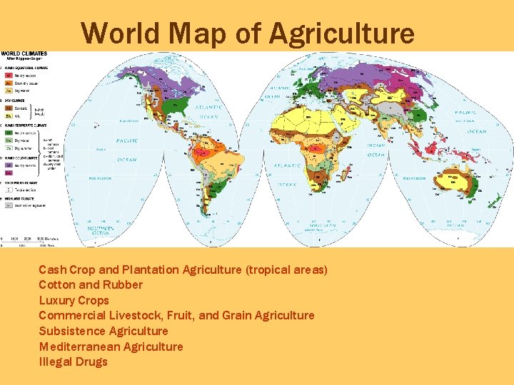 World Map of Agriculture Cash Crop and Plantation Agriculture (tropical areas) Cotton and Rubber
