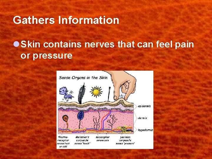 Gathers Information l Skin contains nerves that can feel pain or pressure 