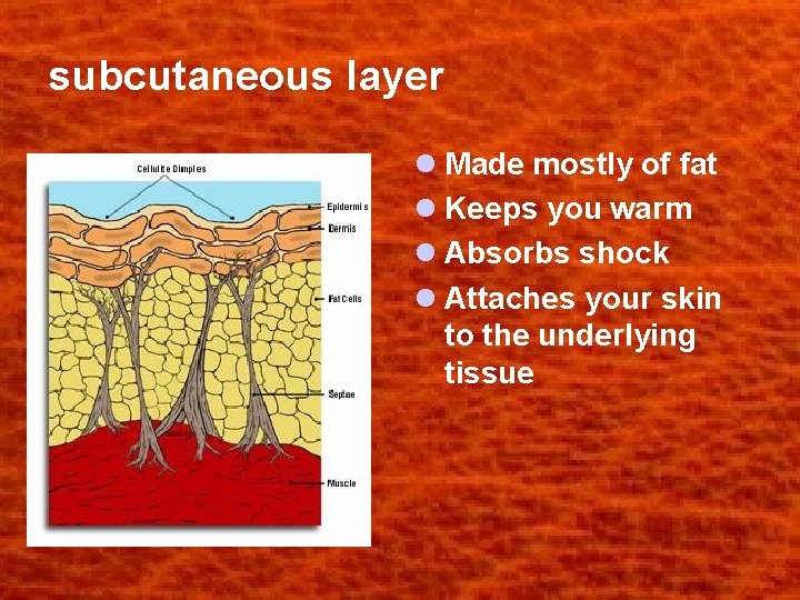 subcutaneous layer l Made mostly of fat l Keeps you warm l Absorbs shock