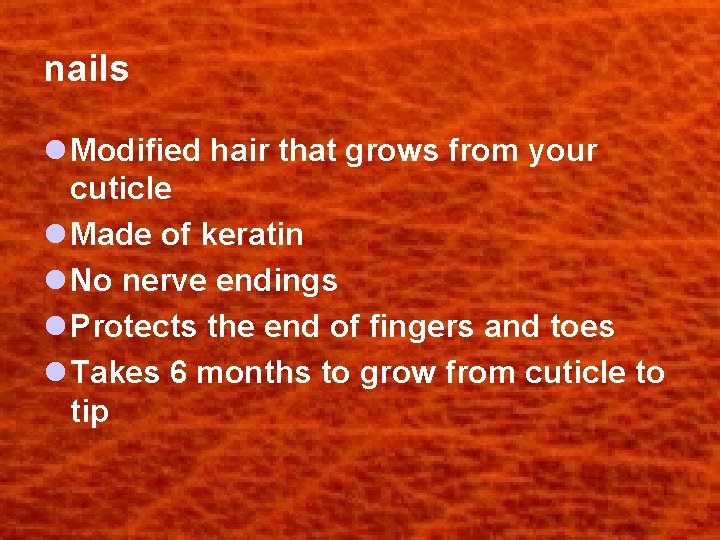 nails l Modified hair that grows from your cuticle l Made of keratin l