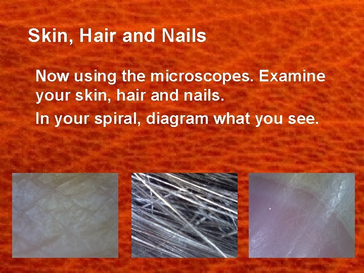 Skin, Hair and Nails Now using the microscopes. Examine your skin, hair and nails.