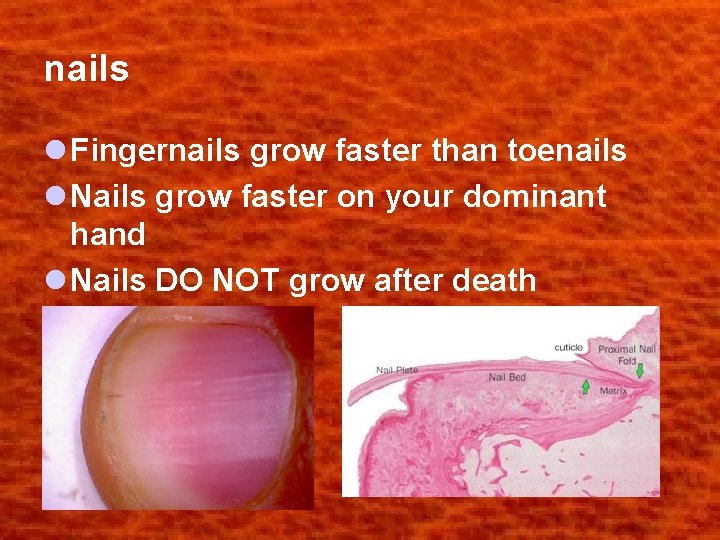 nails l Fingernails grow faster than toenails l Nails grow faster on your dominant