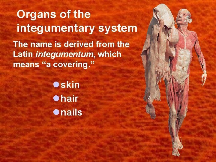 Organs of the integumentary system The name is derived from the Latin integumentum, which