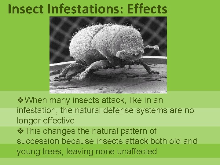 Natural Factors within Ecosystems including drought infestations flooding