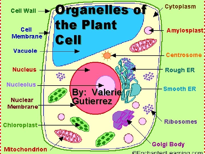 Organelles of the Plant Cell By: Valerie Gutierrez 