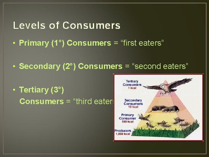Levels of Consumers • Primary (1°) Consumers = “first eaters” • Secondary (2°) Consumers
