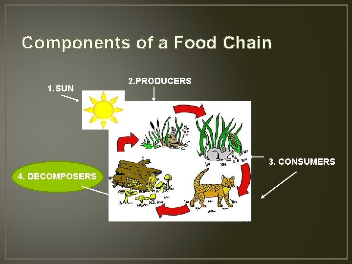 Components of a Food Chain 1. SUN 2. PRODUCERS 3. CONSUMERS 4. DECOMPOSERS 