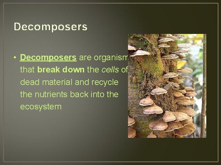 Decomposers • Decomposers are organisms that break down the cells of dead material and