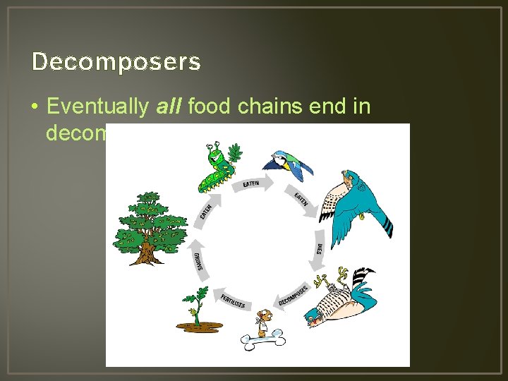 Decomposers • Eventually all food chains end in decomposers 