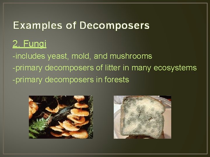Examples of Decomposers 2. Fungi -includes yeast, mold, and mushrooms -primary decomposers of litter
