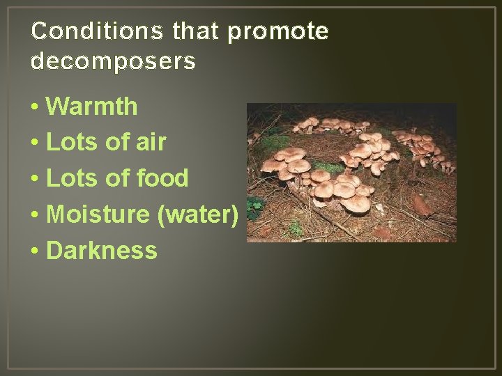 Conditions that promote decomposers • Warmth • Lots of air • Lots of food