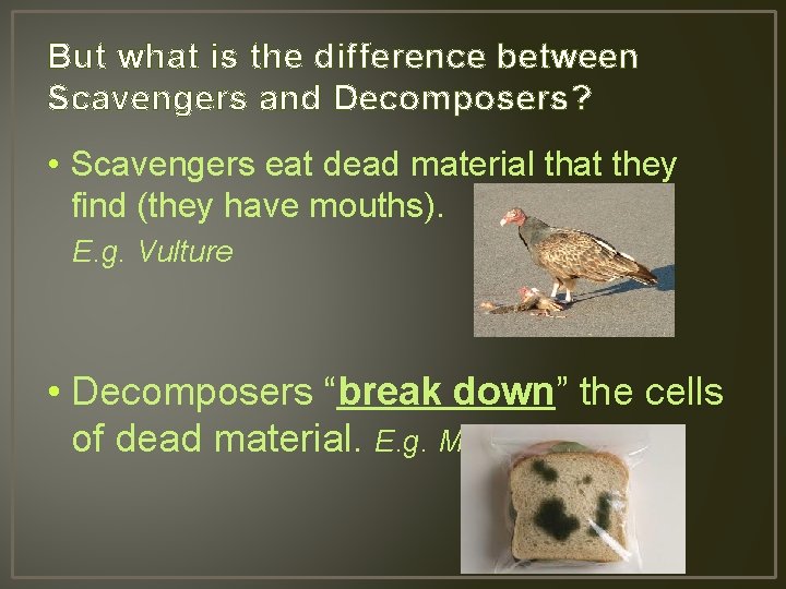 But what is the difference between Scavengers and Decomposers? • Scavengers eat dead material