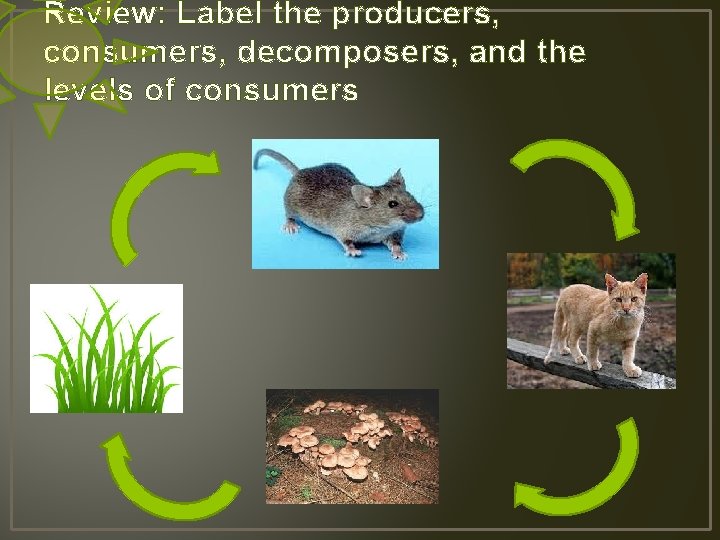 Review: Label the producers, consumers, decomposers, and the levels of consumers 