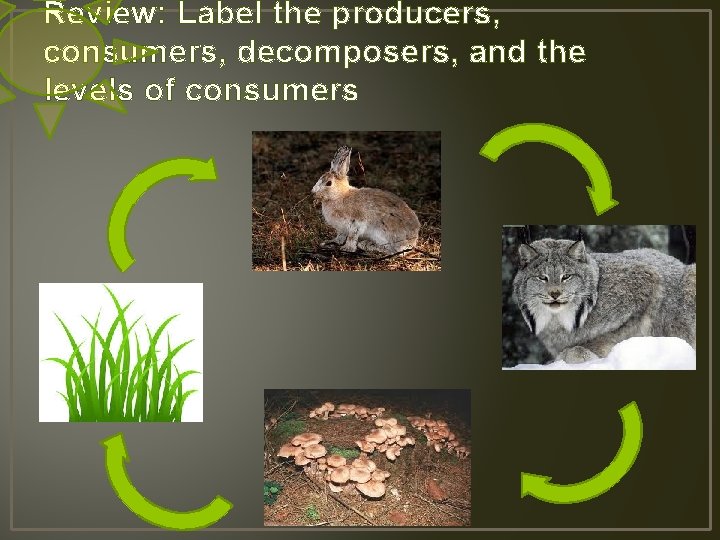 Review: Label the producers, consumers, decomposers, and the levels of consumers 