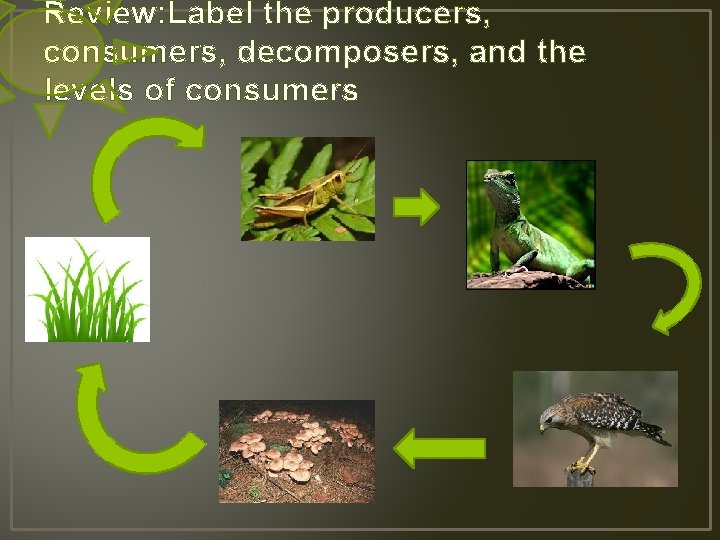 Review: Label the producers, consumers, decomposers, and the levels of consumers 