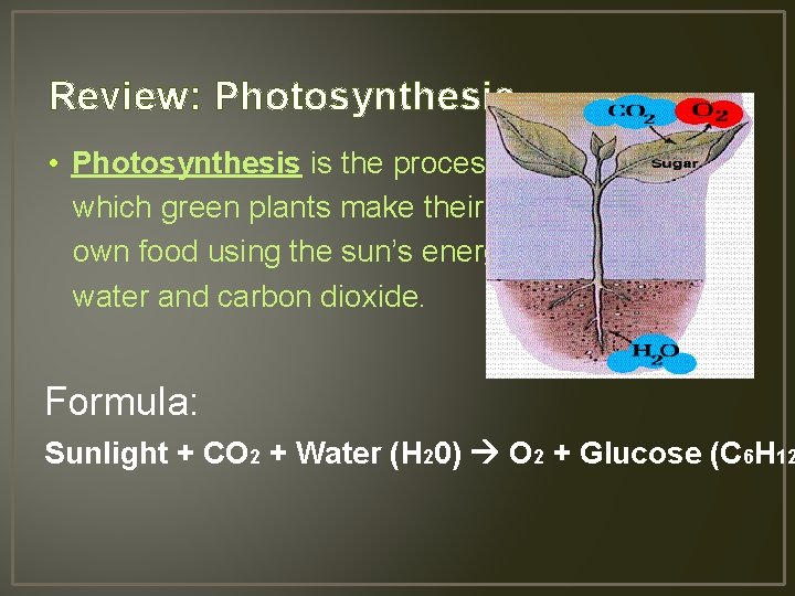 Review: Photosynthesis • Photosynthesis is the process by which green plants make their own
