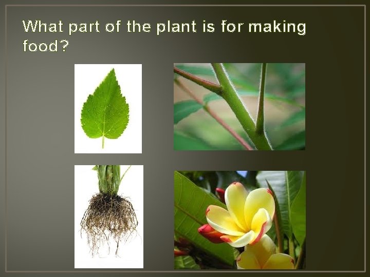 What part of the plant is for making food? 