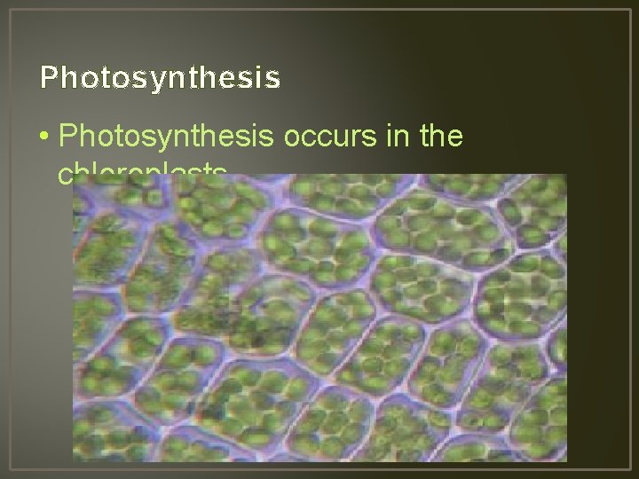 Photosynthesis • Photosynthesis occurs in the chloroplasts 