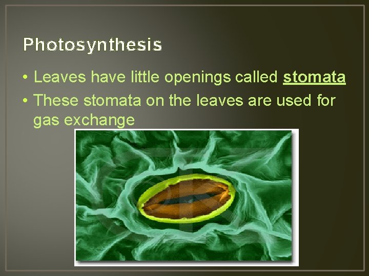 Photosynthesis • Leaves have little openings called stomata • These stomata on the leaves