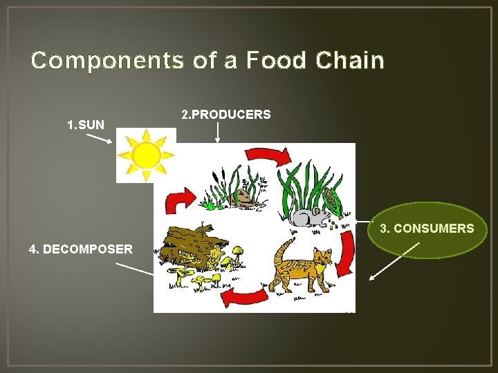 Components of a Food Chain 1. SUN 2. PRODUCERS 3. CONSUMERS 4. DECOMPOSER 