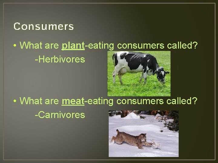 Consumers • What are plant-eating consumers called? -Herbivores • What are meat-eating consumers called?