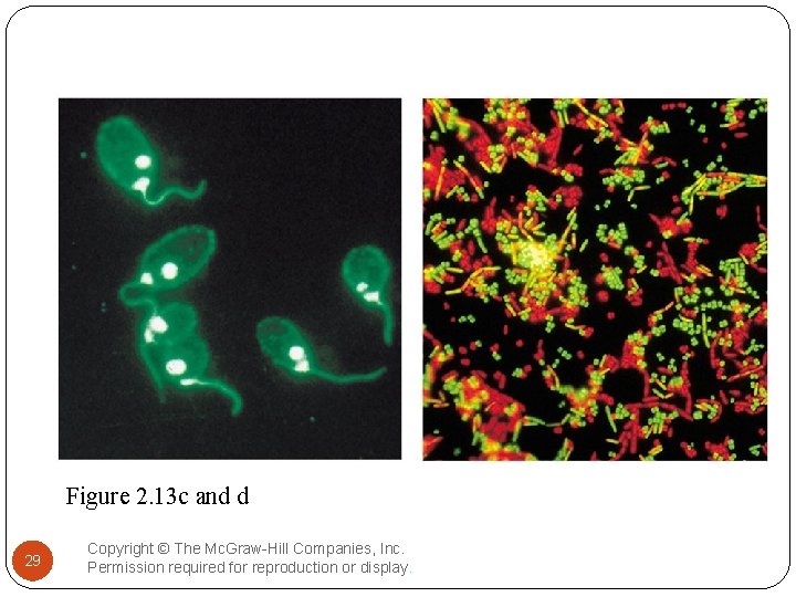 Figure 2. 13 c and d 29 Copyright © The Mc. Graw-Hill Companies, Inc.